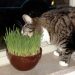 The Best Catnip Weeds of 2022 The Best Catnip Weeds