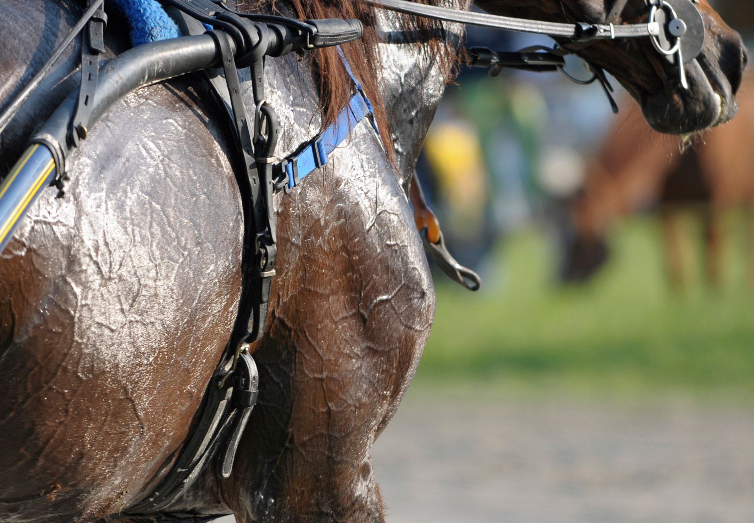 sunburn in horses