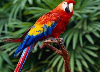The most kept pet parrots