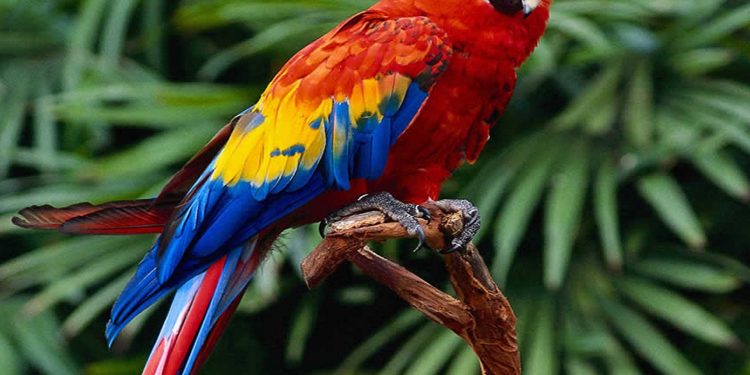 The most kept pet parrots