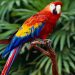 The most kept pet parrots The most kept pet parrots