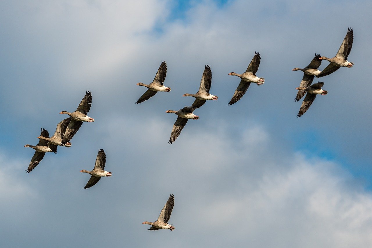 Bird migration, 