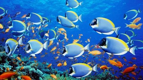 fish food
