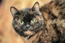 tortoiseshell cat
