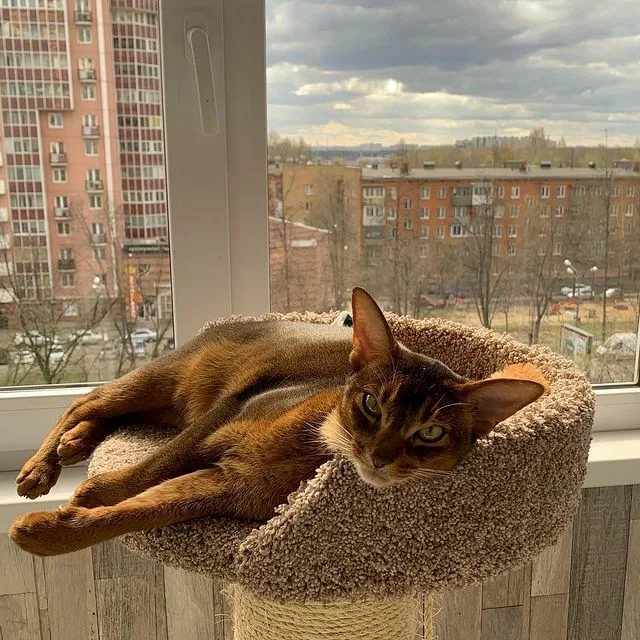 cat bed