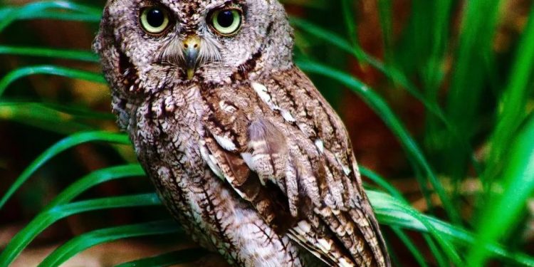The little owl,