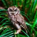 The little owl, the smallest of the owls in the world The little owl,