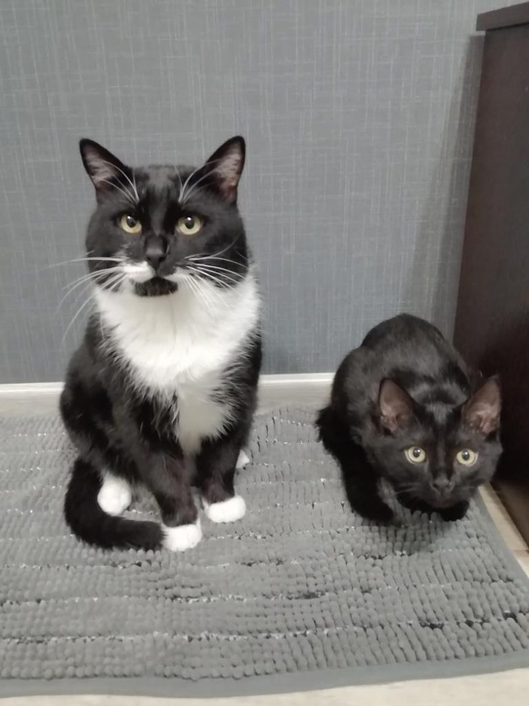 tortoiseshell cat