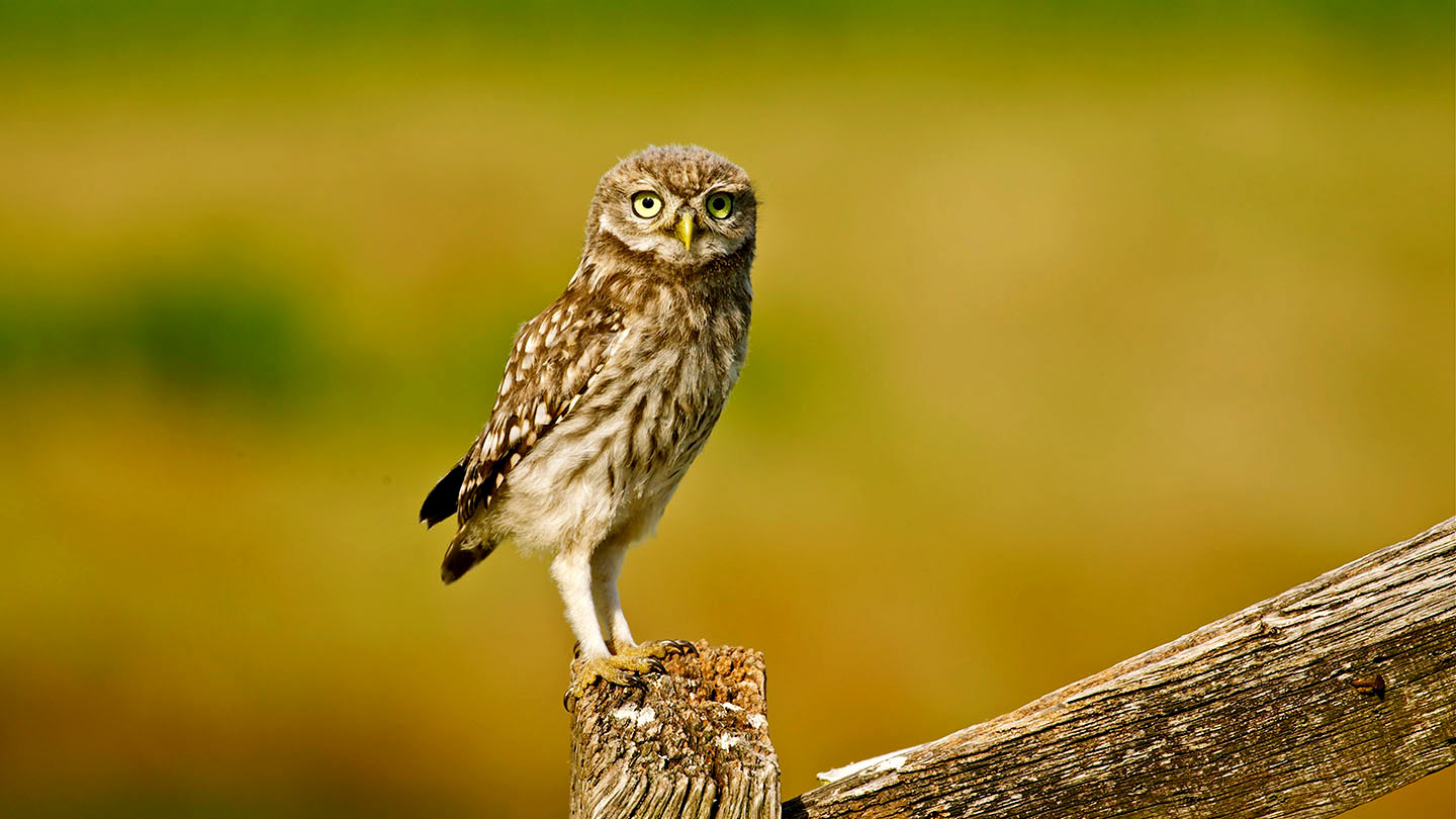 The little owl,