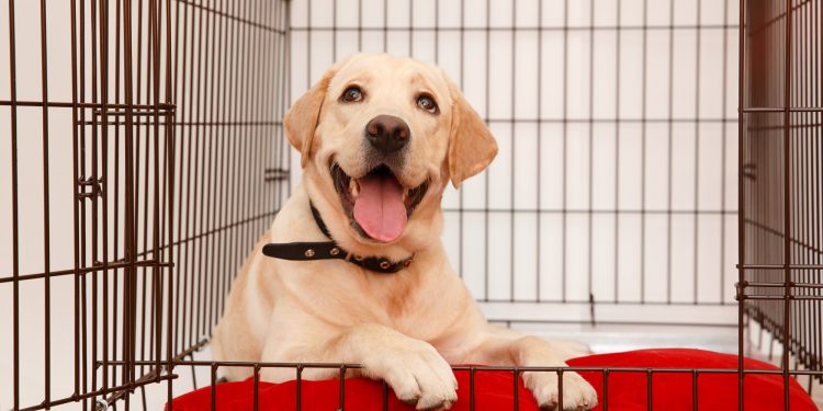 Kennel Cleaning