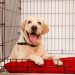 Kennel Cleaning: How Often Should You Do It? Kennel Cleaning