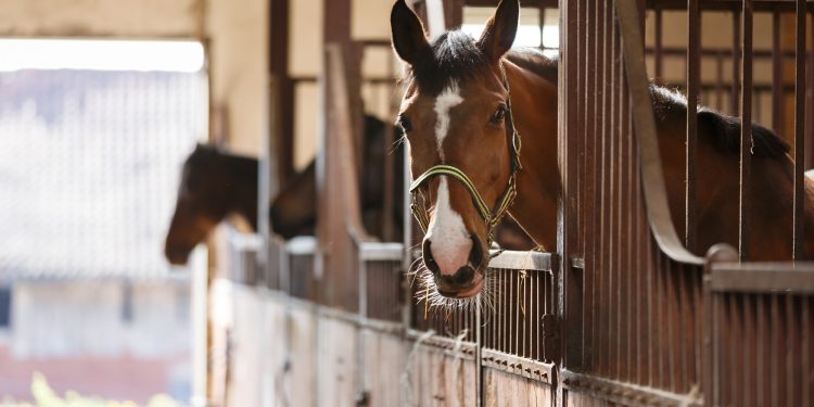Horse Stalls