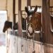 Horse's physical and mental health Horse Stalls