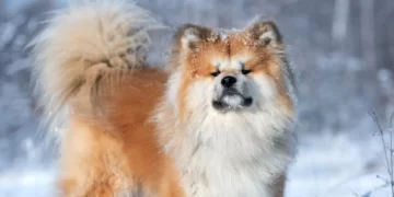 long hair akita