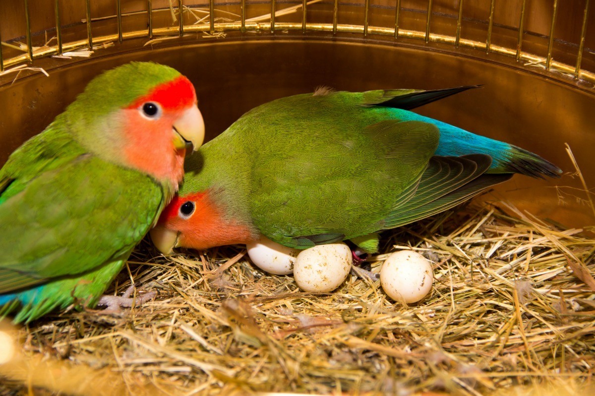 lovebirds