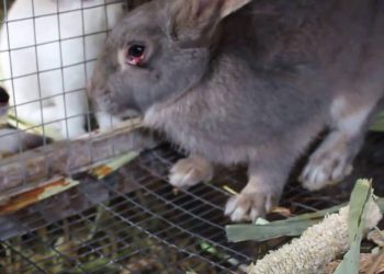 Coccidiosis in rabbits