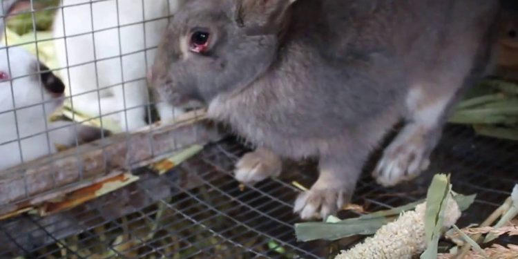 Coccidiosis in rabbits