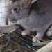 A Worm Infection In Rabbits Coccidiosis in rabbits