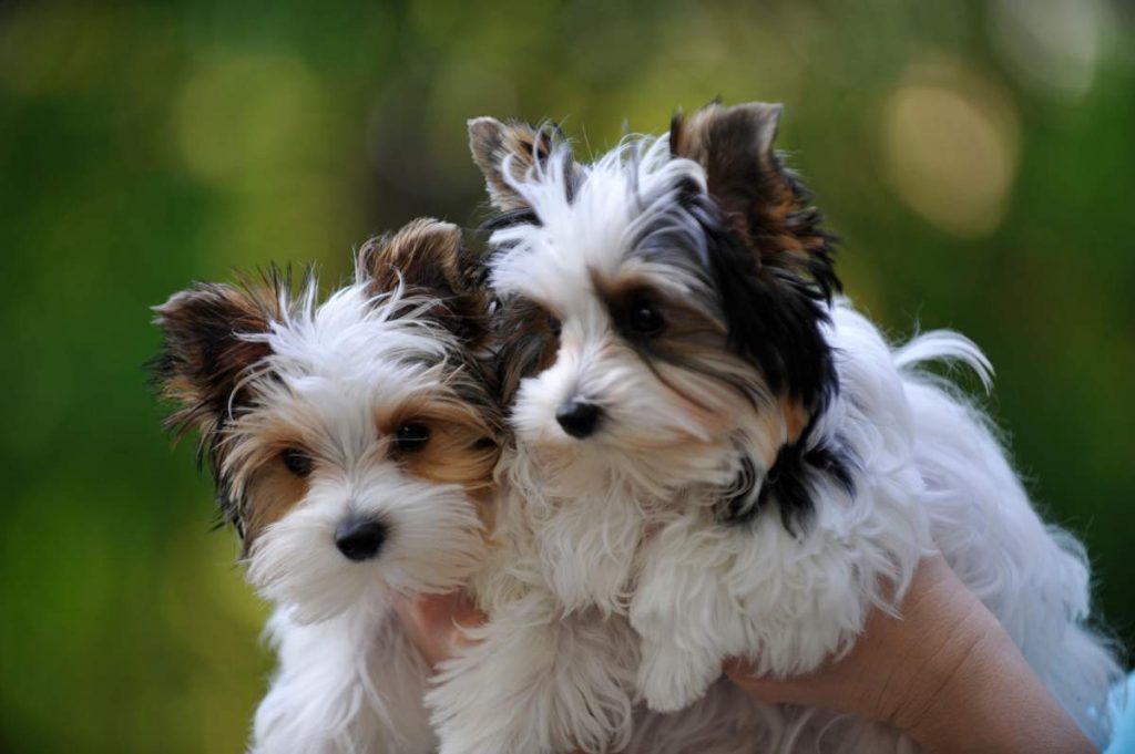 parti yorkie for sale