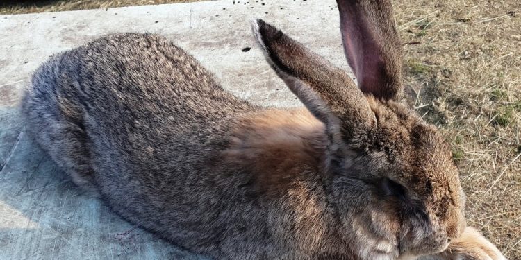Myxomatosis in rabbits