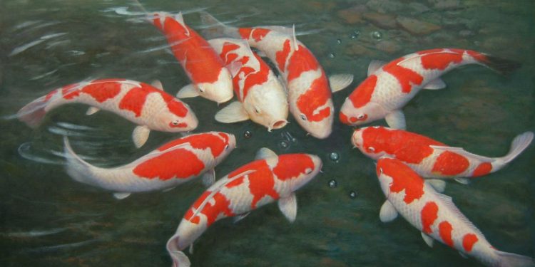 fish food