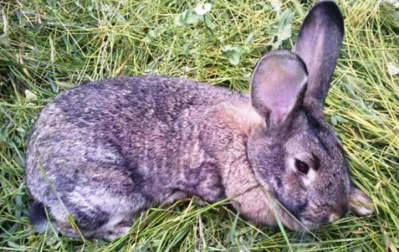 Coccidiosis in Rabbits Coccidiosis in rabbits