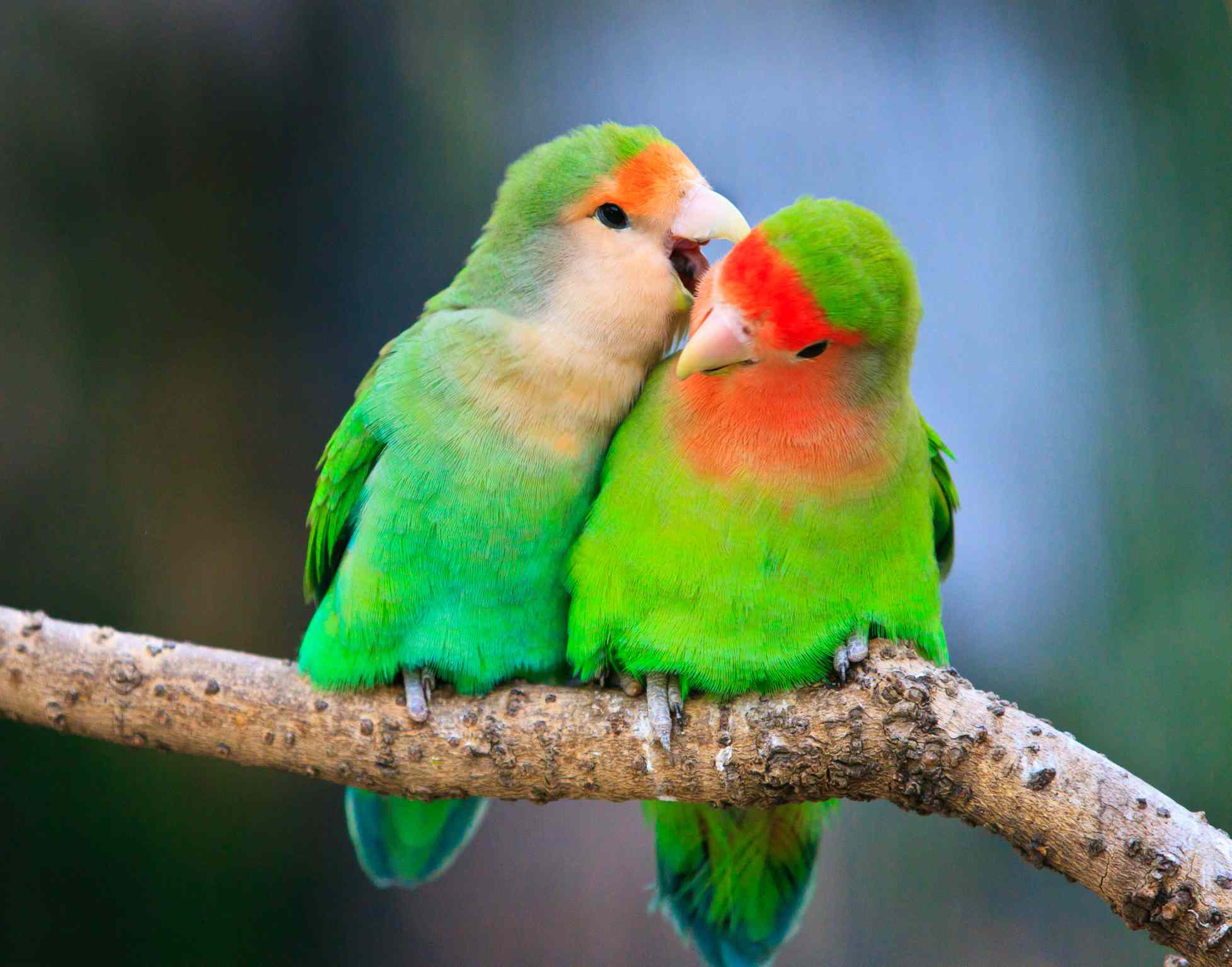 The most kept pet parrots
