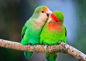 lovebirds