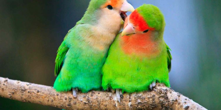 lovebirds