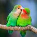 lovebirds