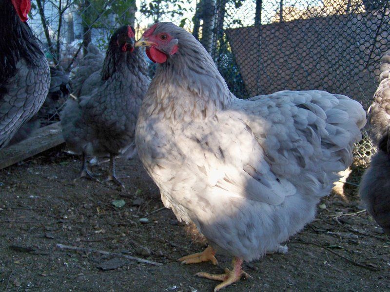 Help my broody hen