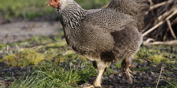 Help my broody hen