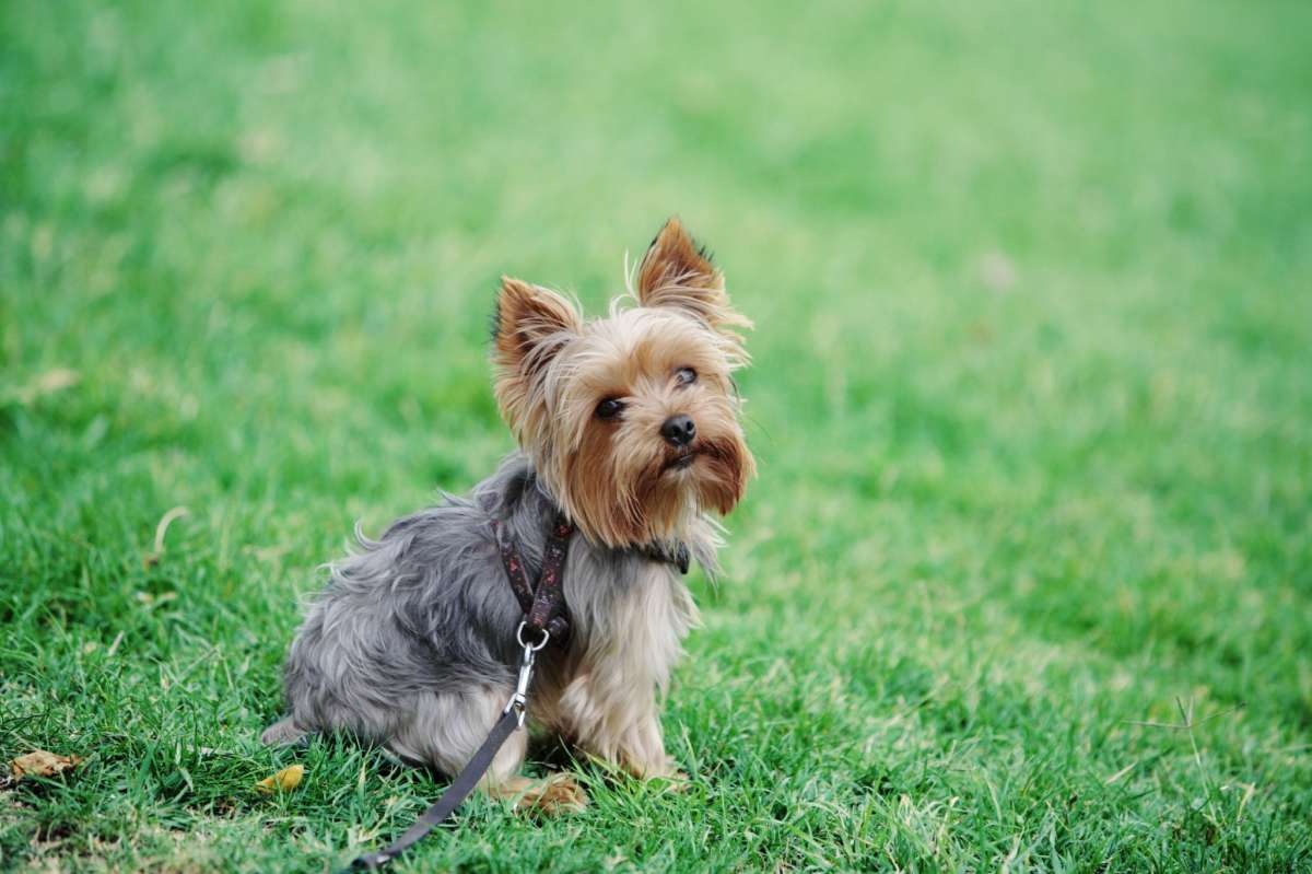Yorkshire Terrier Dog Breed