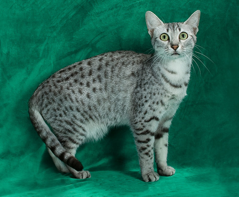 Egyptian Mau