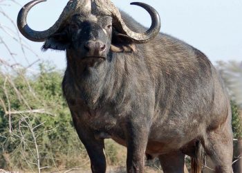 The African buffalo or Cape buffalo The African buffalo or Cape buffalo