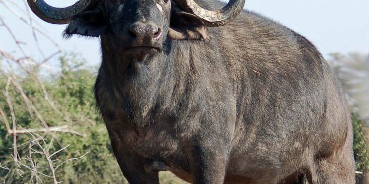 The African buffalo or Cape buffalo