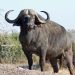 The African buffalo or Cape buffalo The African buffalo or Cape buffalo