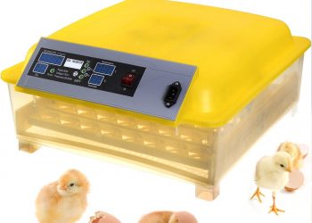 Egg Incubator