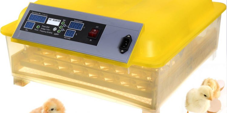 Egg Incubator
