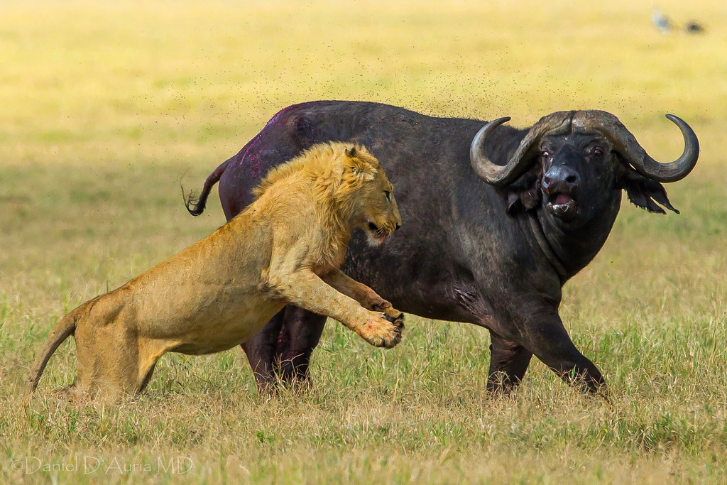 African buffalo