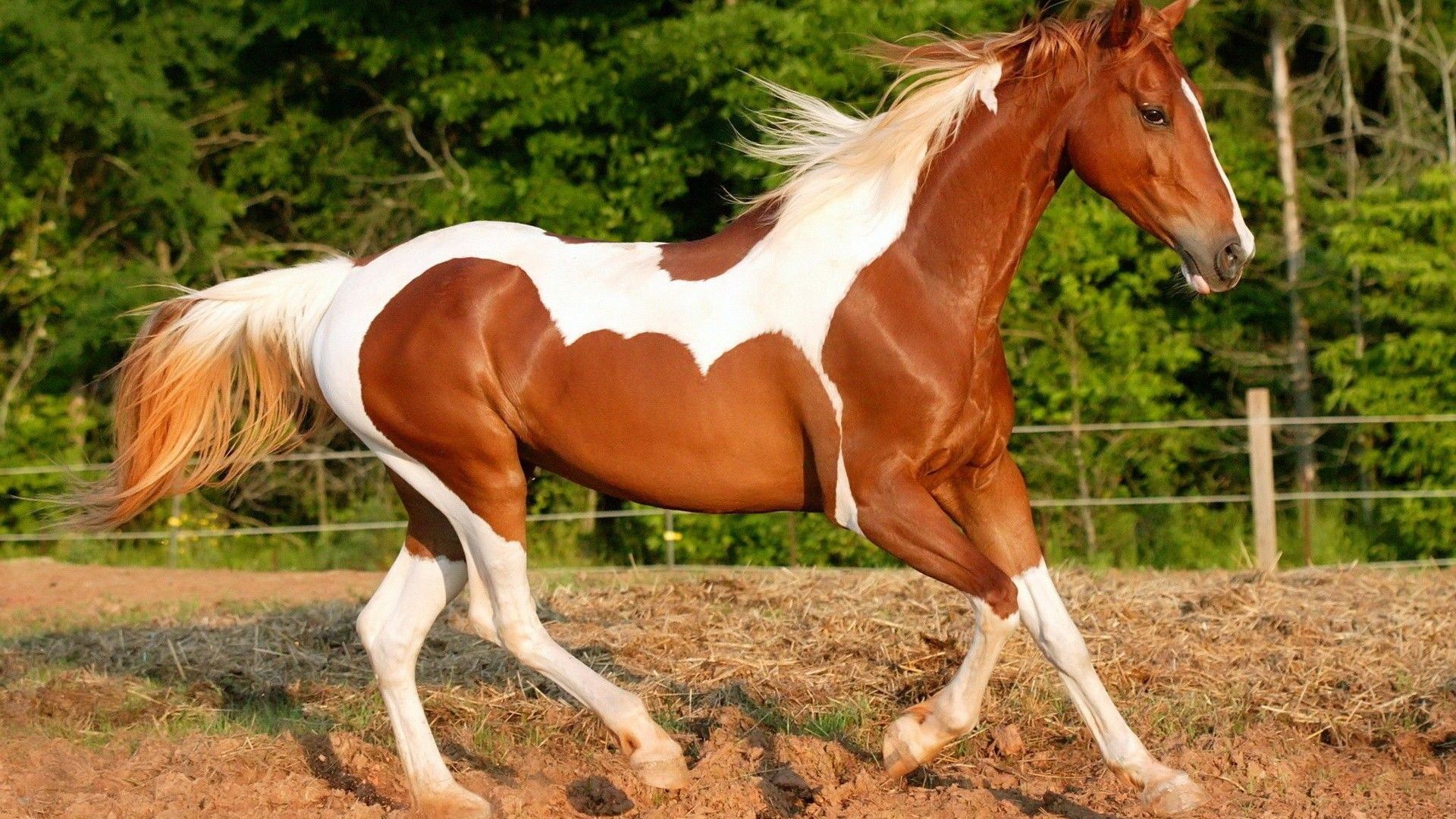 horses