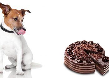 dog and chocolate