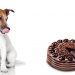 dog and chocolate