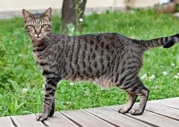 Egyptian Mau