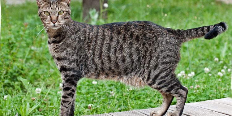 Egyptian Mau