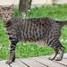 Egyptian Mau