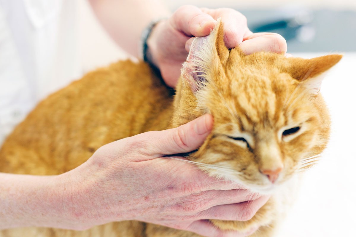 ear mites