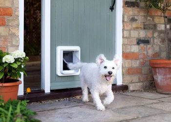 Dog Door