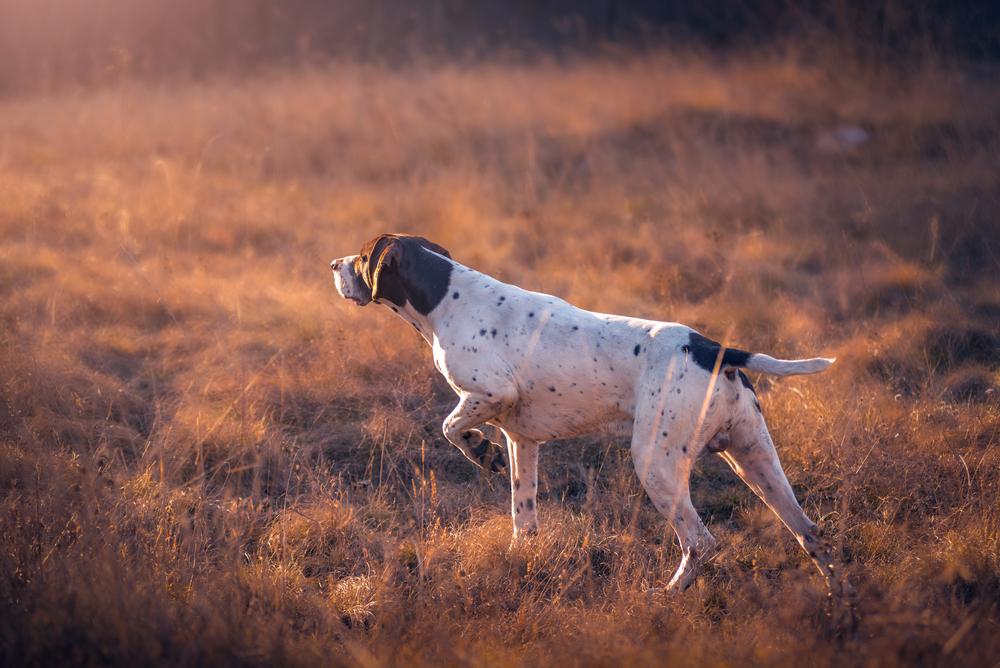 8 Best Dogs for Active People German Pointers