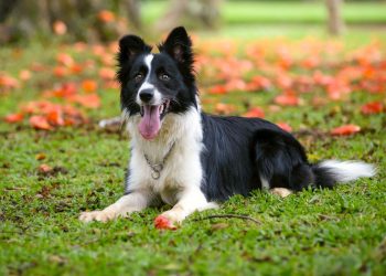 Dogs for Active People